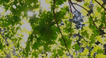 SHOT 2026-02-26 13:25:54 primeoak.co.uk SHOT 2022-08-09 14:13:27